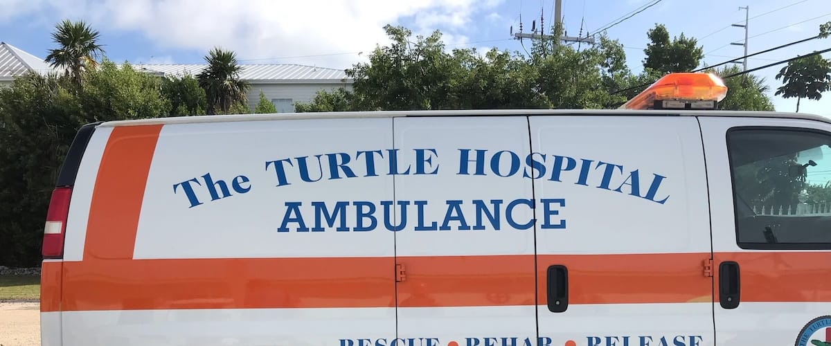 A must visit in my opinion. Go to the turtle hospital and learn about our endangered friends. See the great work the hospital is doing to look after the turtles. Takes about 90 mins to go round,meet all the turtles and even feed them.