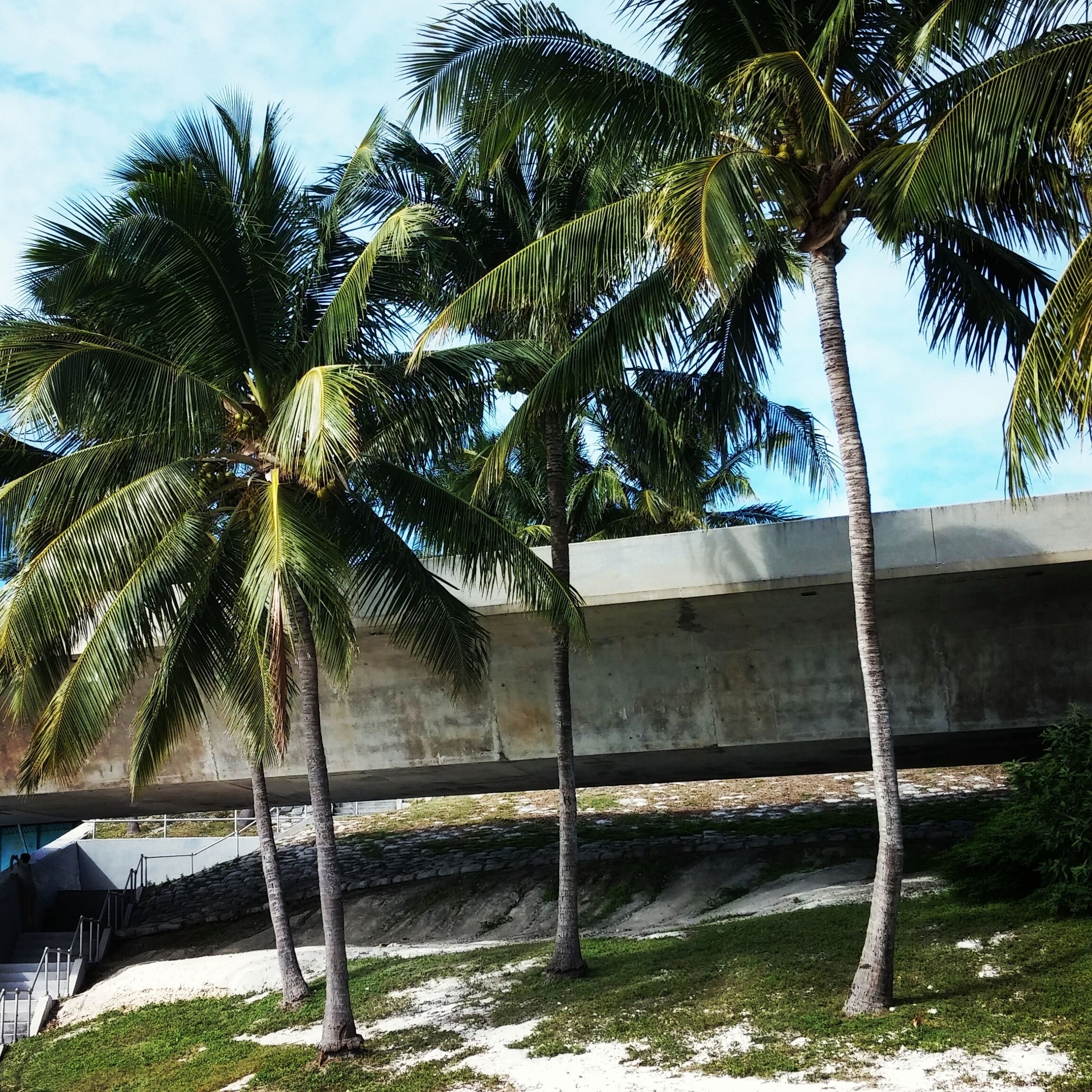 Palms and the start of rhe 7 mile bridge...Knights Key, FL Keys