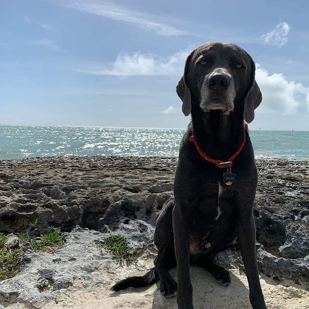 Beautiful dog friendly beach in the Florida Keys. Two smaller Sandy beaches on either side of this rocky outcrop.