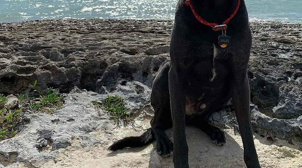 Beautiful dog friendly beach in the Florida Keys. Two smaller Sandy beaches on either side of this rocky outcrop.