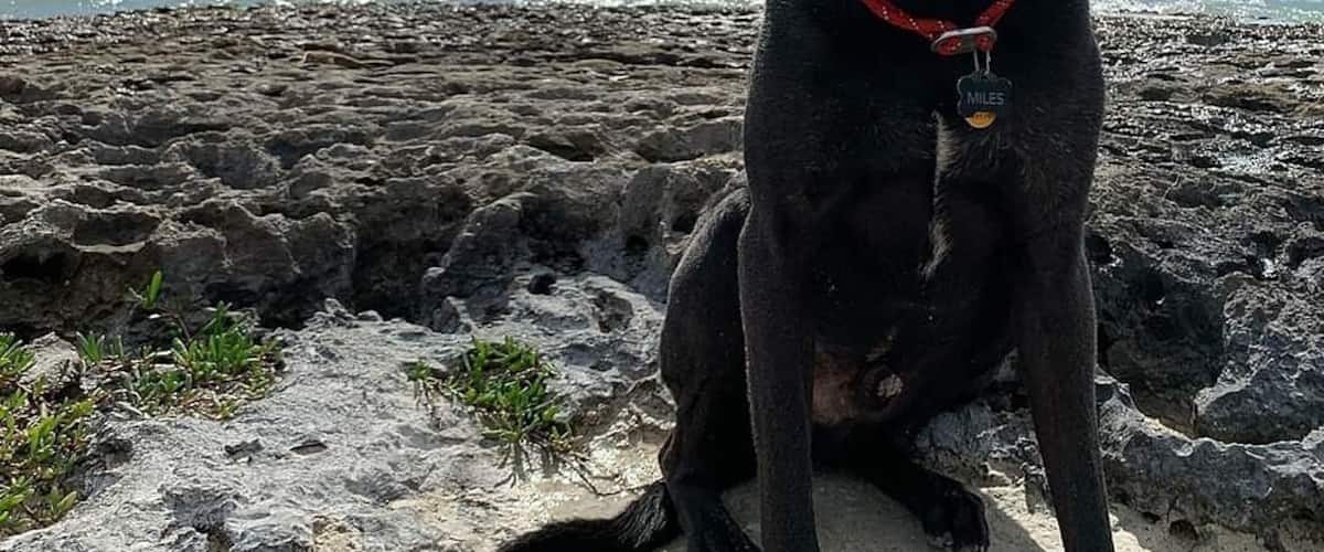 Beautiful dog friendly beach in the Florida Keys. Two smaller Sandy beaches on either side of this rocky outcrop.