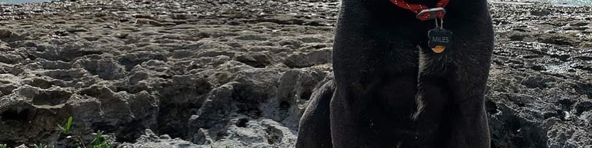 Beautiful dog friendly beach in the Florida Keys. Two smaller Sandy beaches on either side of this rocky outcrop.