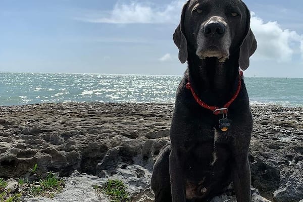 Beautiful dog friendly beach in the Florida Keys. Two smaller Sandy beaches on either side of this rocky outcrop.