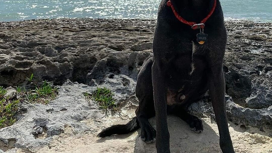 Beautiful dog friendly beach in the Florida Keys. Two smaller Sandy beaches on either side of this rocky outcrop.