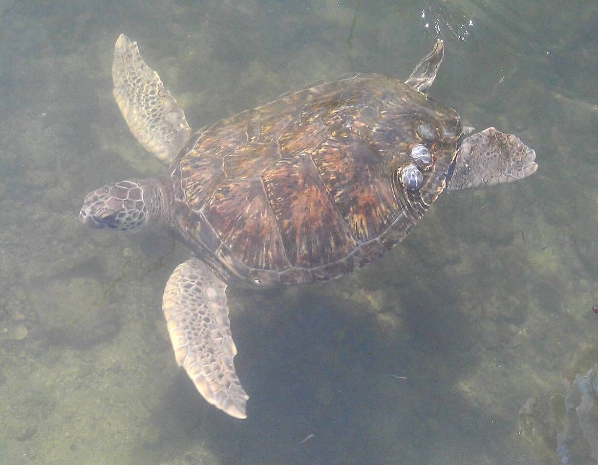 Injured and rehabing turtles @ The Turtle Hospital 