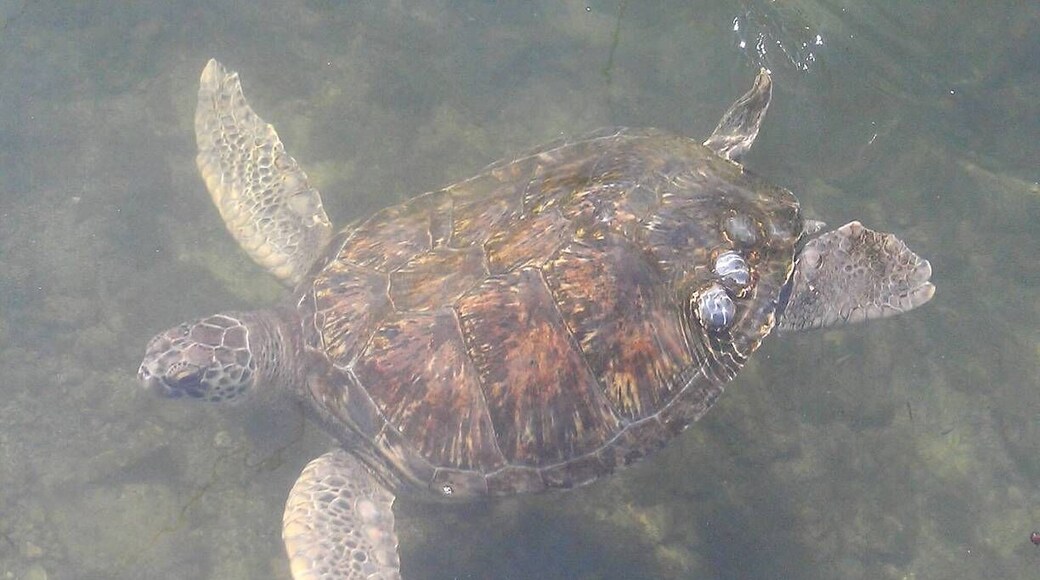 Injured and rehabing turtles @ The Turtle Hospital