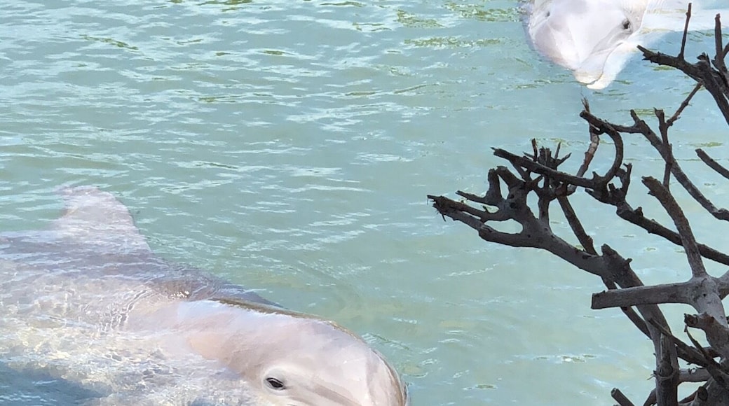 Oh Hello there, Hoomans. Are you coming into the water?
#lifeatexpedia #LikeALocal #dolphins #floridakeys