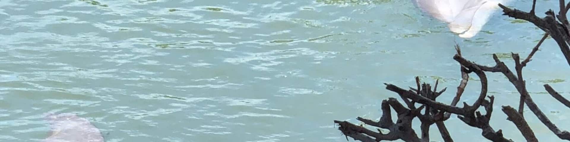 Oh Hello there, Hoomans. Are you coming into the water?
#lifeatexpedia #LikeALocal #dolphins #floridakeys