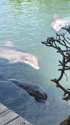 Oh Hello there, Hoomans. Are you coming into the water?
#lifeatexpedia #LikeALocal #dolphins #floridakeys