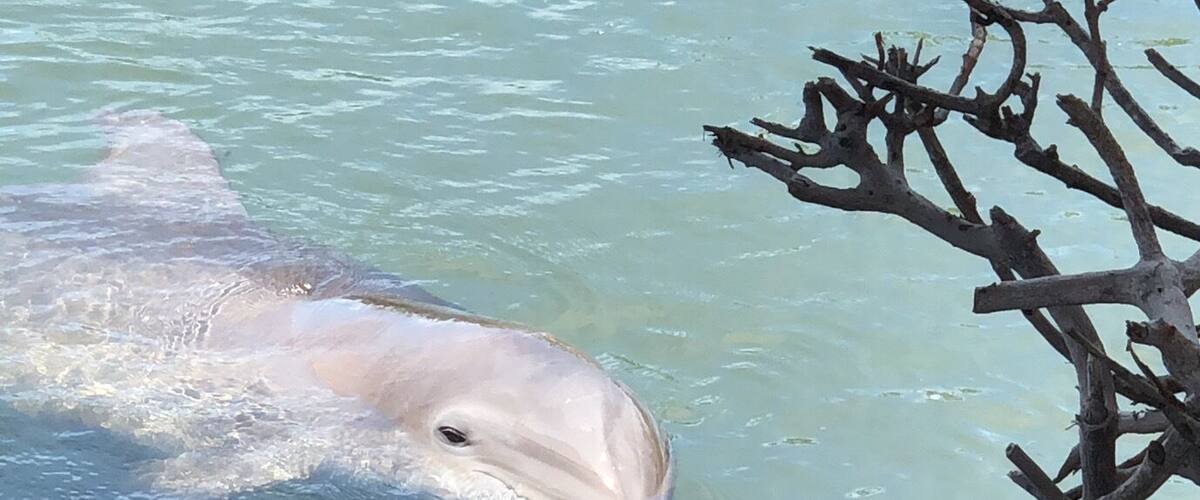 A dolphin swimming near a wooden dock and a tree branch in the water.