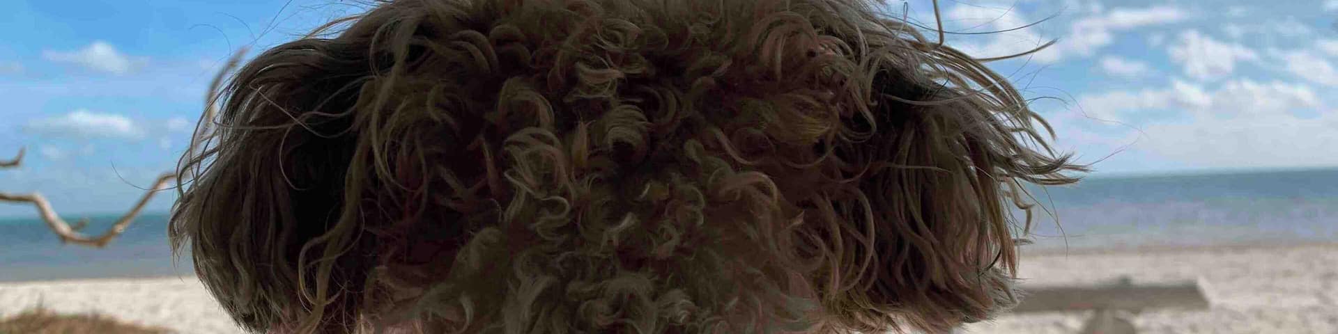 Dog beach! This is the most beautiful, wild place to sit and watch the dogs play and the pelicans fish!