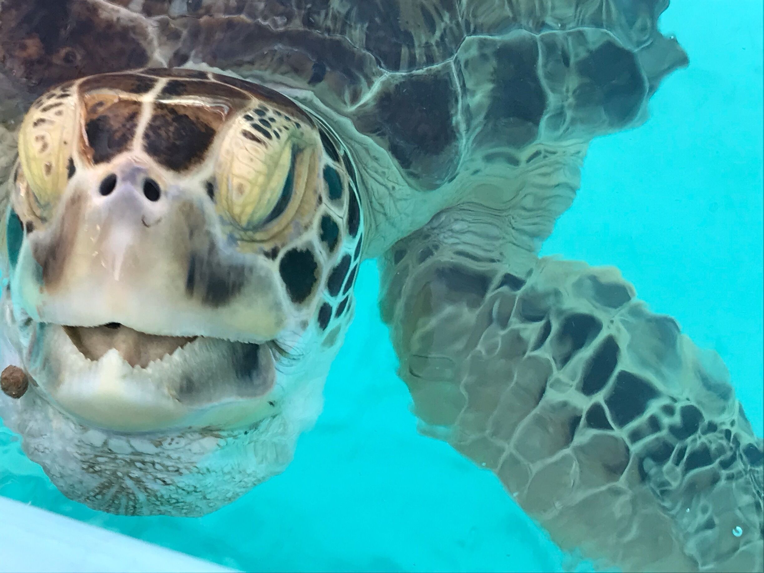 A must visit in my opinion. Go to the turtle hospital and learn about our endangered friends. See the great work the hospital is doing to look after the turtles. Takes about 90 mins to go round,meet all the turtles and even feed them.