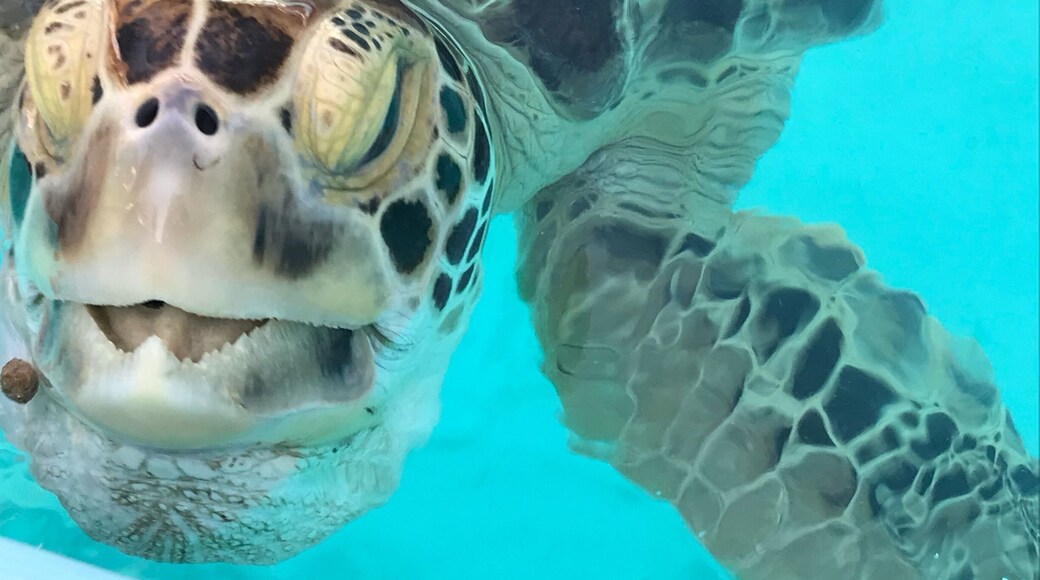 A must visit in my opinion. Go to the turtle hospital and learn about our endangered friends. See the great work the hospital is doing to look after the turtles. Takes about 90 mins to go round,meet all the turtles and even feed them.