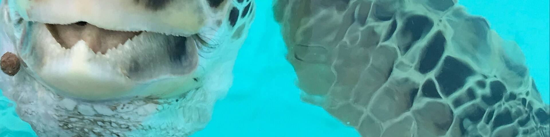 A sea turtle swimming underwater.