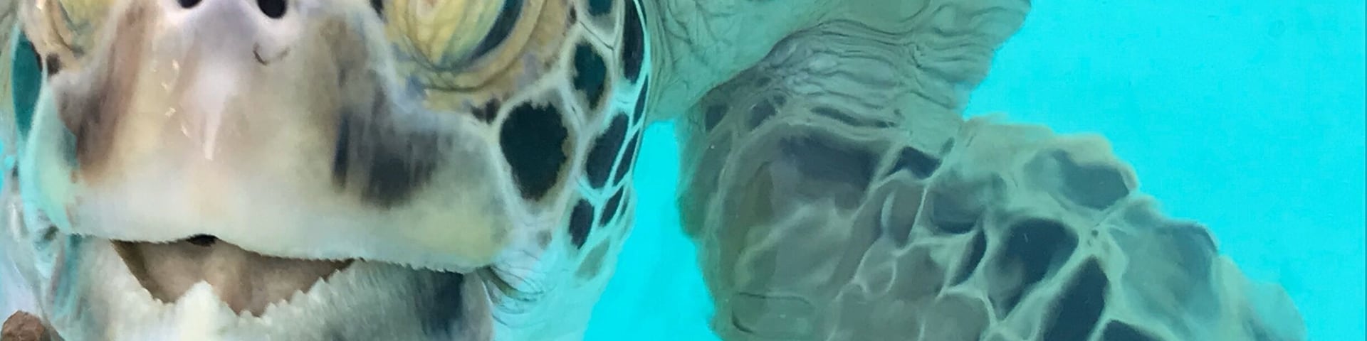 A must visit in my opinion. Go to the turtle hospital and learn about our endangered friends. See the great work the hospital is doing to look after the turtles. Takes about 90 mins to go round,meet all the turtles and even feed them.