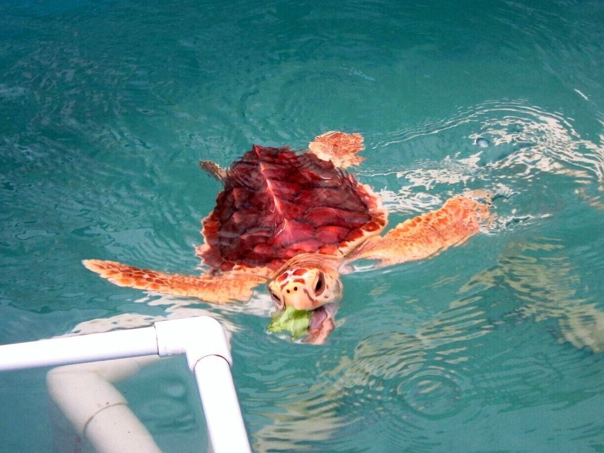 This is Zippy. He lives at The Turtle Hospital on Marathon Key in Florida.  This facility is doing great things to rehabilitate sea turtles that have been injure by boat strike or interactions with sharks or humans.  More details ---> http://turtlestravel.com/hospital-turtles/