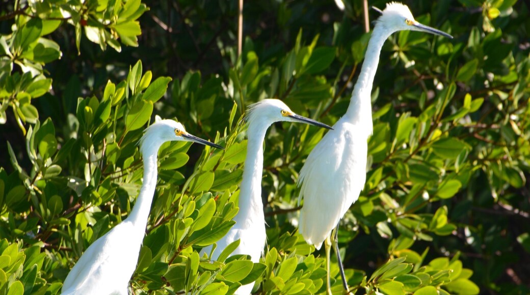 Today we embarked on a 7 mile kayak journey around Boot Key. This is a mangrove island that is full of bird life and beautiful waterways. Highlights today were osprey, king fishers, sharks, jelly fish, egrets and so many more birds that we could not identify. Please enjoy