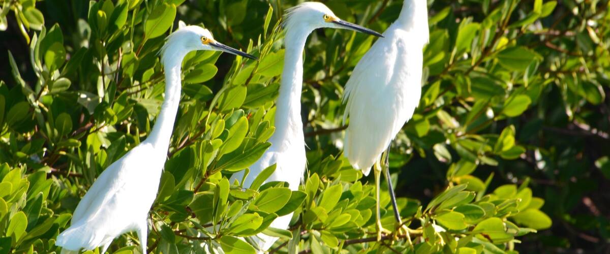 Today we embarked on a 7 mile kayak journey around Boot Key.  This is a mangrove island that is full of bird life and beautiful waterways.  Highlights today were osprey, king fishers, sharks, jelly fish, egrets and so many more birds that we could not identify.  Please enjoy