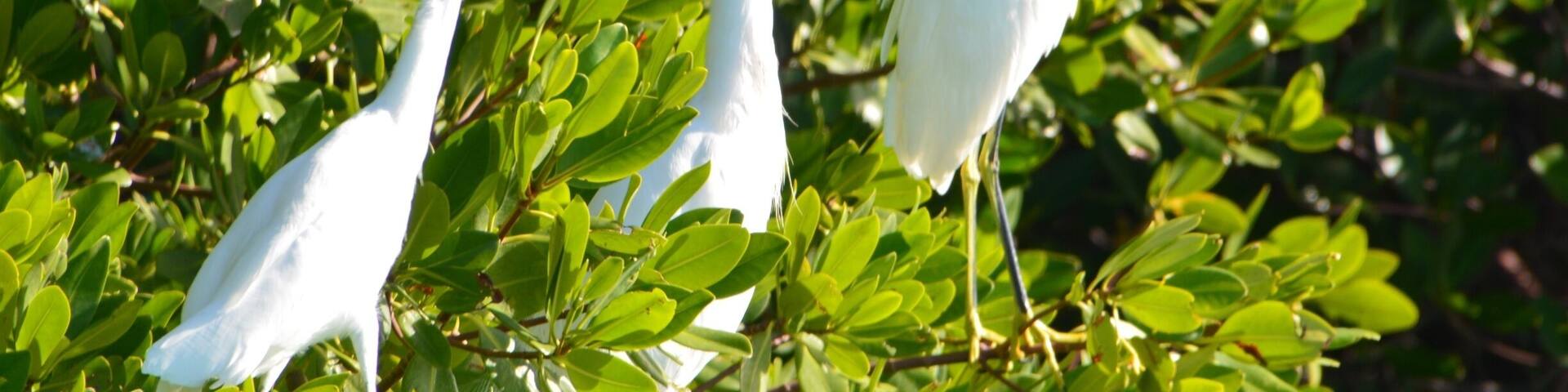 Today we embarked on a 7 mile kayak journey around Boot Key. This is a mangrove island that is full of bird life and beautiful waterways. Highlights today were osprey, king fishers, sharks, jelly fish, egrets and so many more birds that we could not identify. Please enjoy