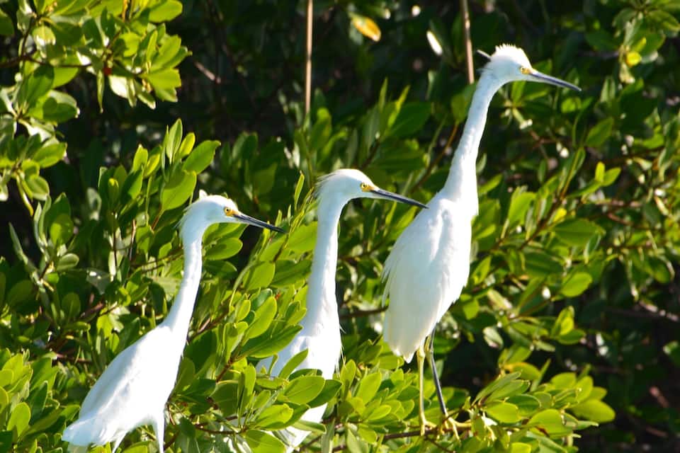 Tres garzas blancas posadas entre follaje verde.