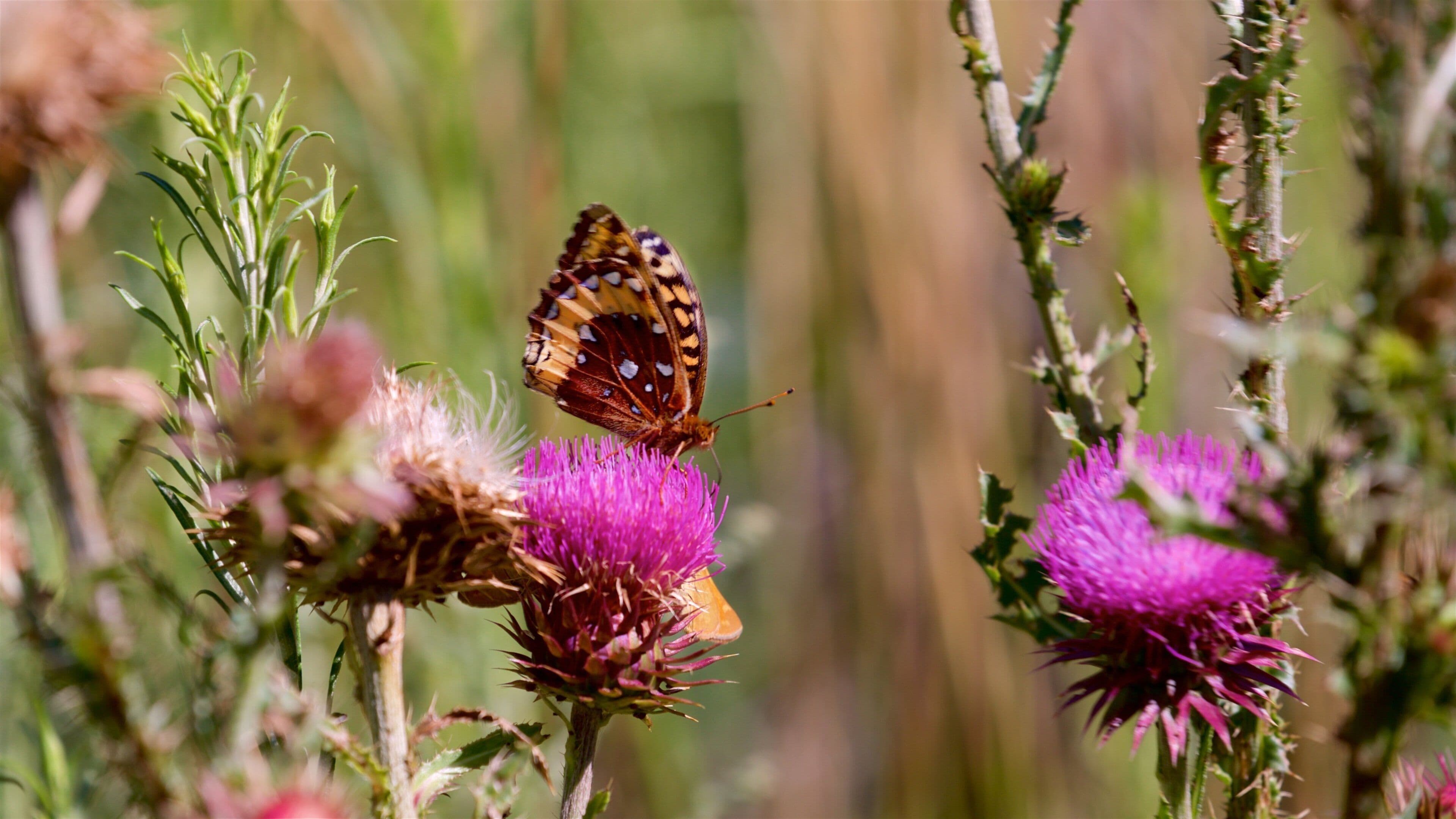 Montrose showing animals and wildflowers
