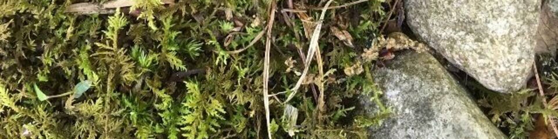 Fungus Friday. Awesome small mushroom patch.