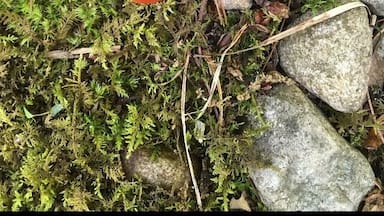 Fungus Friday. Awesome small mushroom patch.