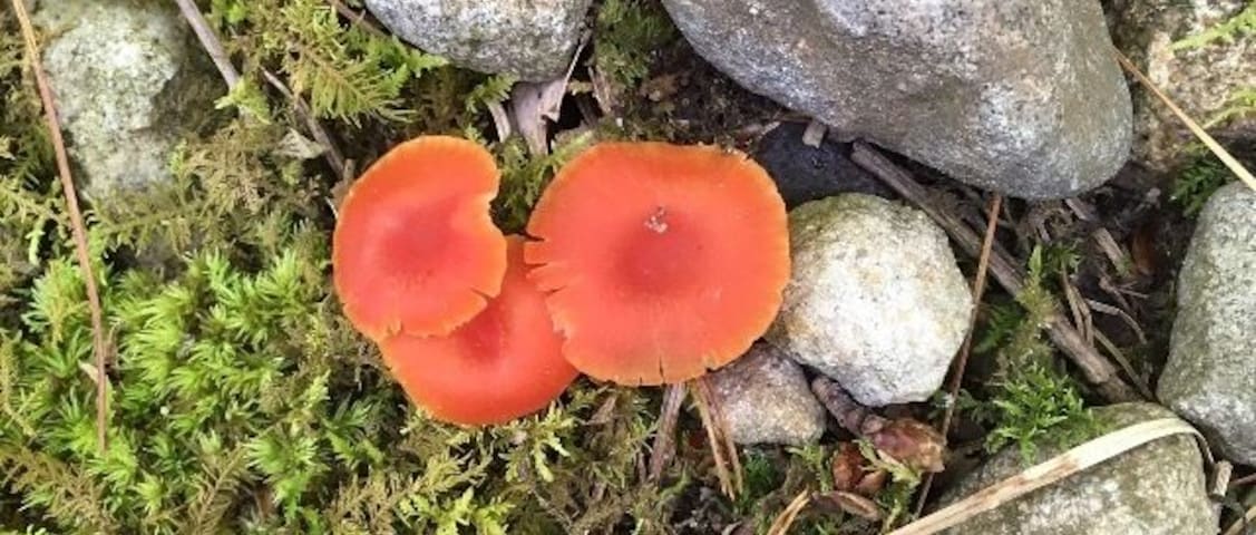 Fungus Friday. Awesome small mushroom patch.