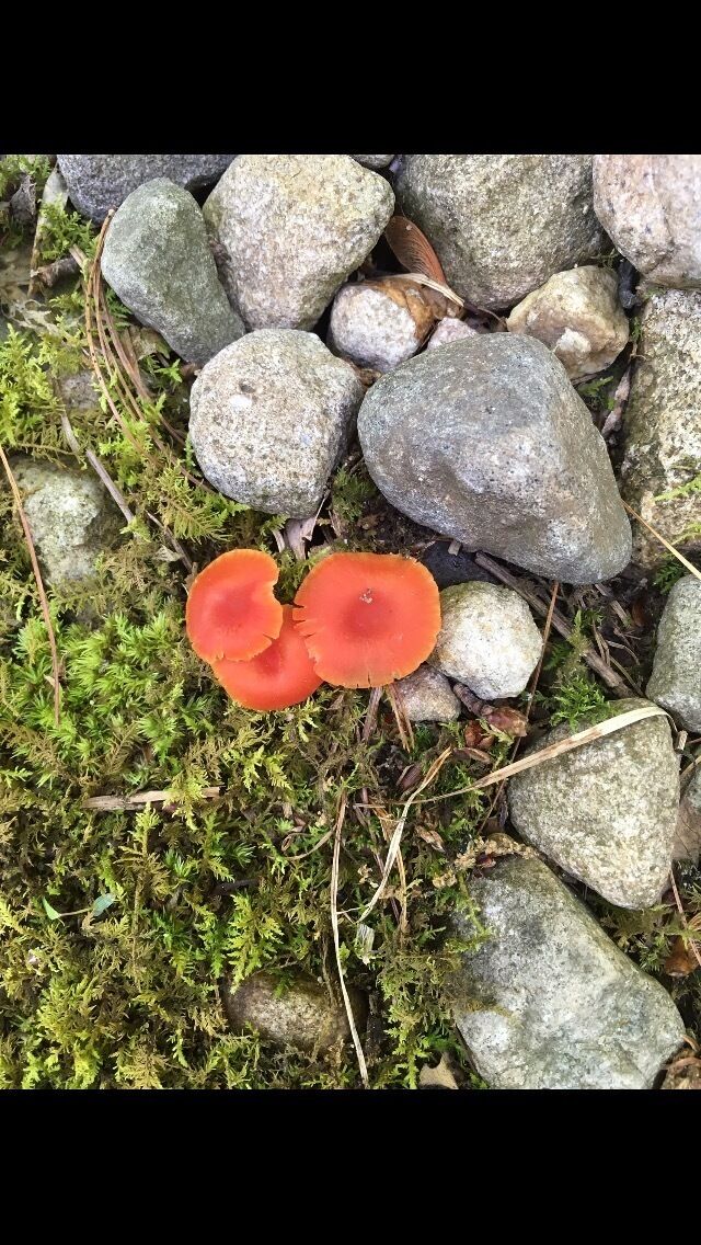 A pair of bright orange mushrooms growing among rocks and green moss.