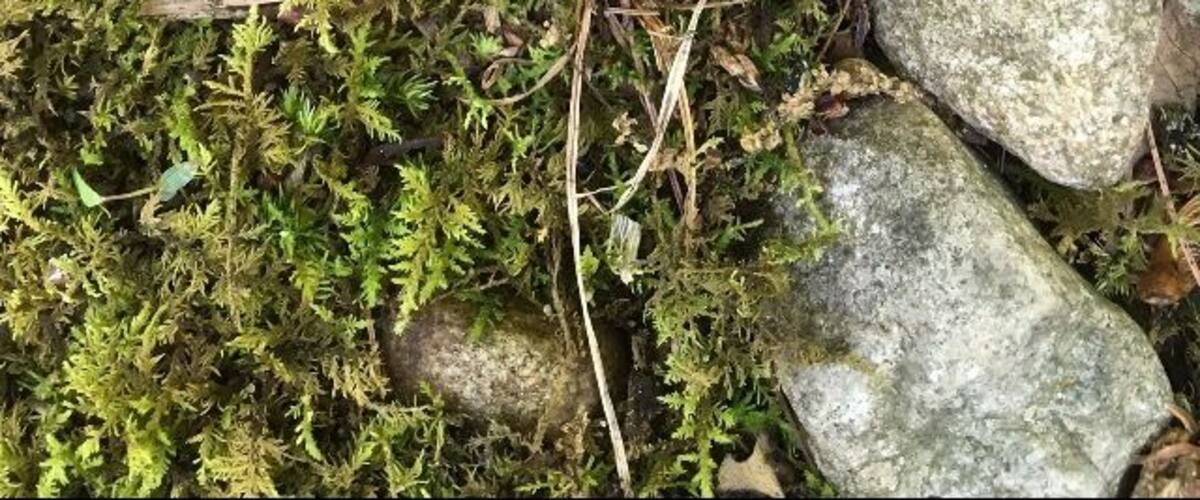 A pair of bright orange mushrooms growing among rocks and green moss.