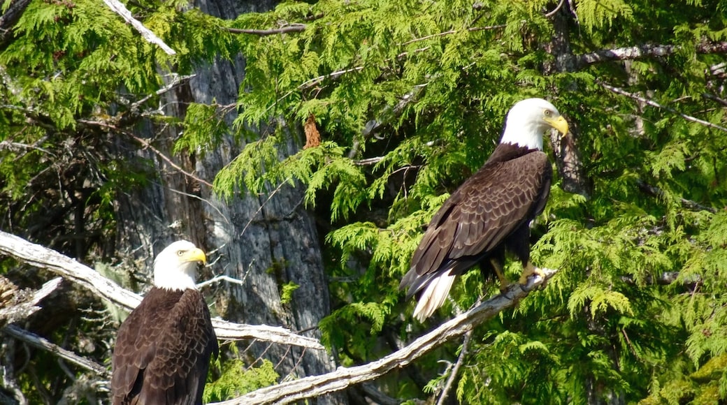 Eagles when I went to Alaska last yeay