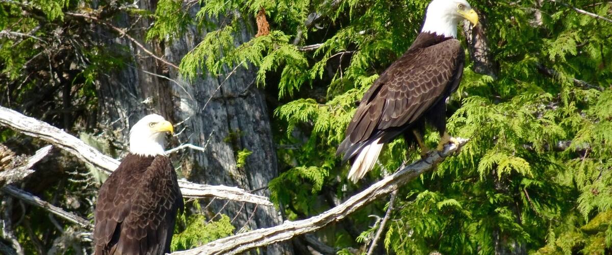 Eagles when I went to Alaska last yeay
