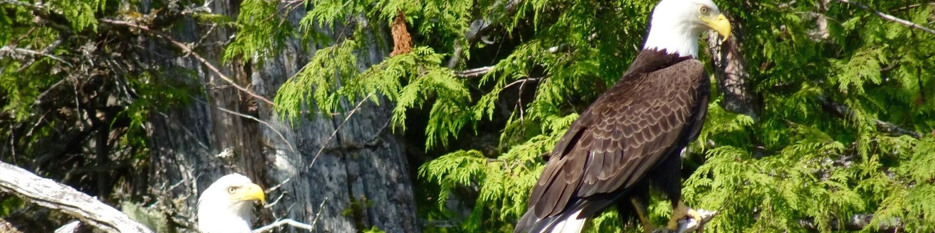Eagles when I went to Alaska last yeay