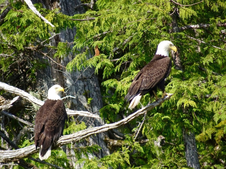 Eagles when I went to Alaska last yeay