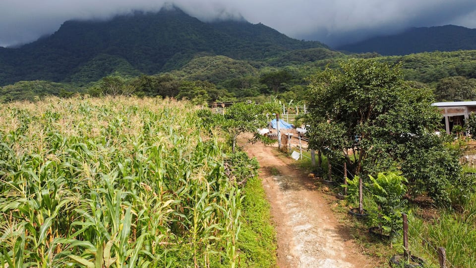 A cornfield with a dirt path, a blue tarp-covered structure, and a mountain in the background.