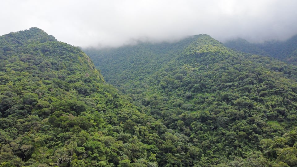 A dense forested mountain range with mist-covered peaks.