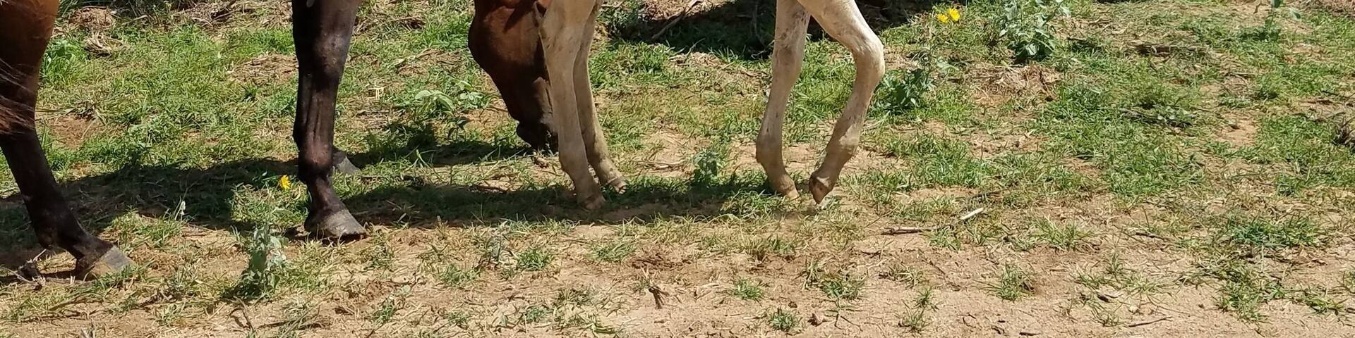 Javelina Wind II project