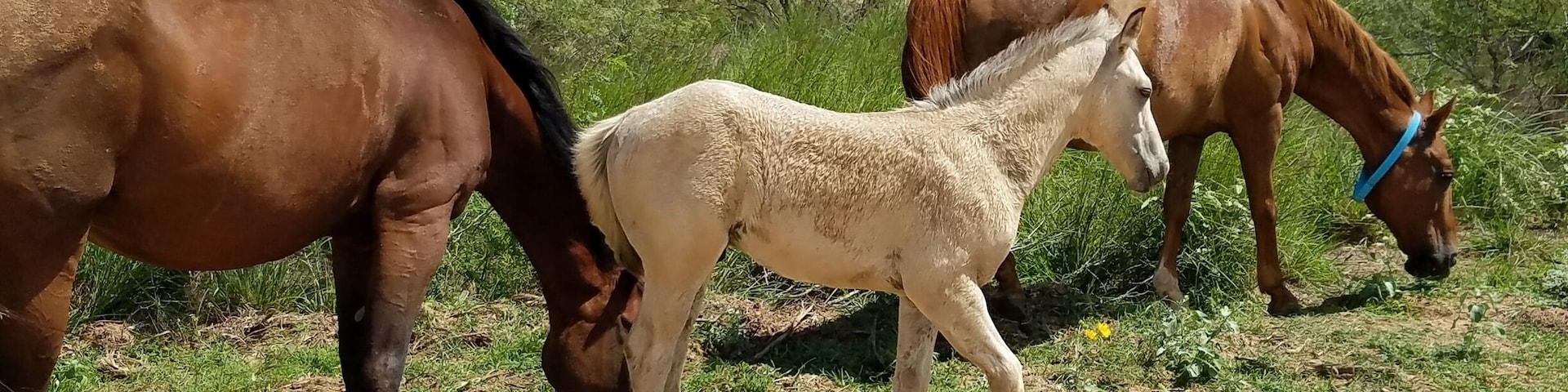 Javelina Wind II project