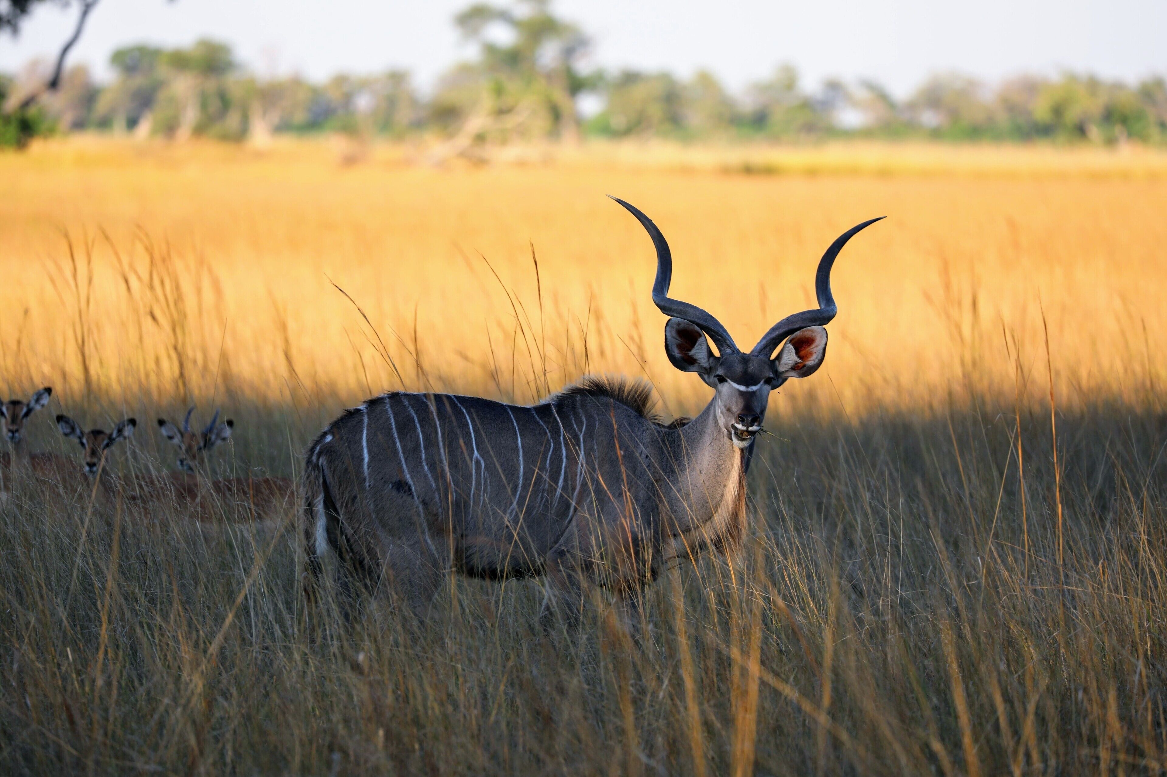 A kudu antelope in a grassy savannah with tall grasses and trees in the background.