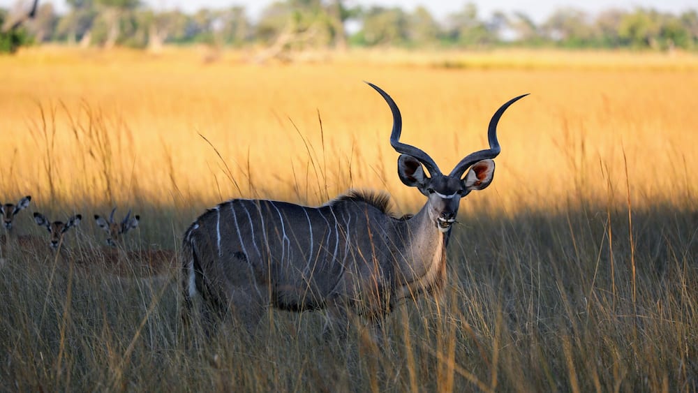 A kudu antelope in a grassy savannah with tall grasses and trees in the background.