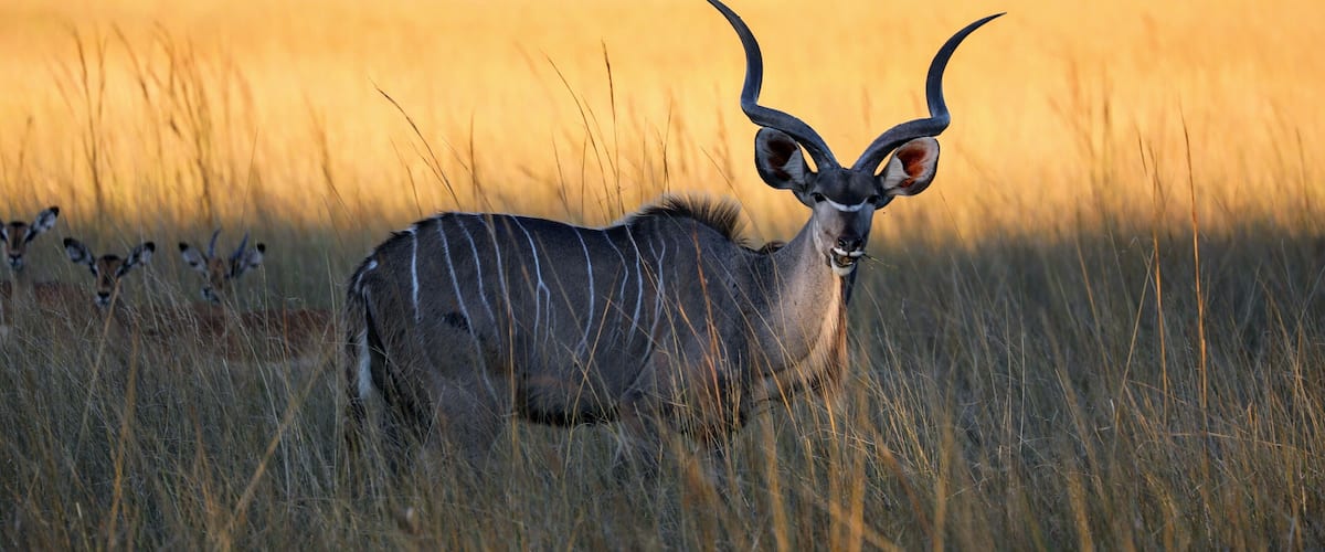 Una antílope kudu en una sabana herbosa, con pastos altos y árboles al fondo.