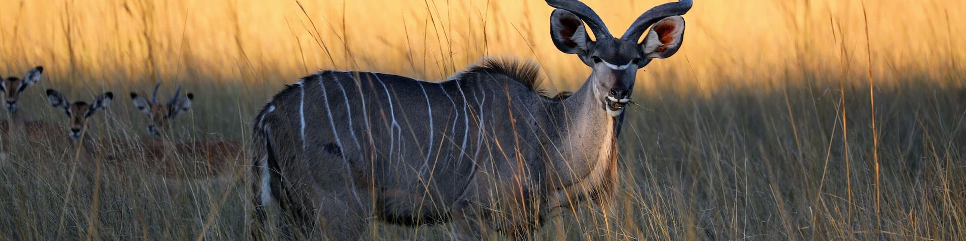 A kudu antelope in a grassy savannah with tall grasses and trees in the background.