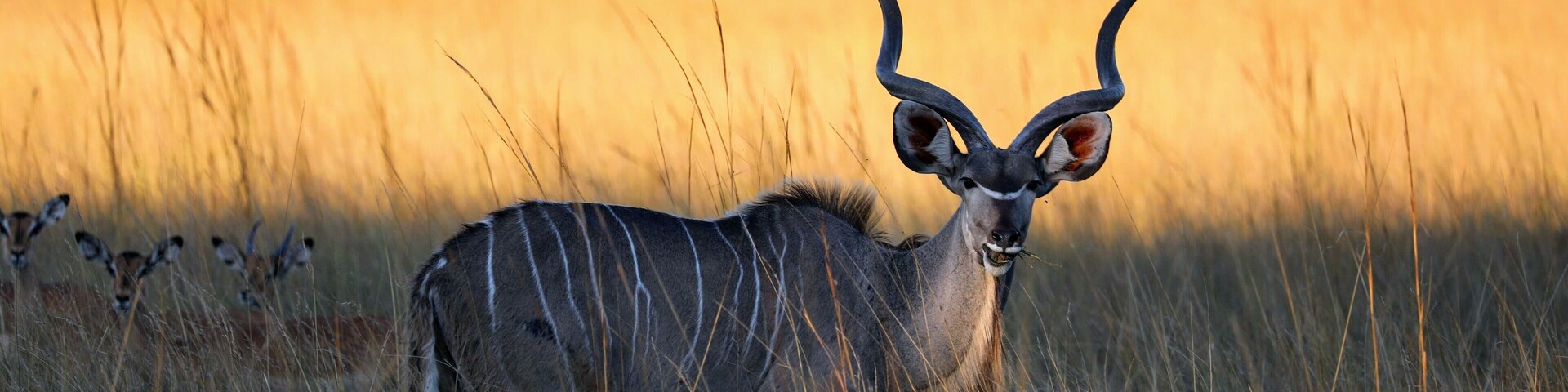 Una antílope kudu en una sabana herbosa, con pastos altos y árboles al fondo.