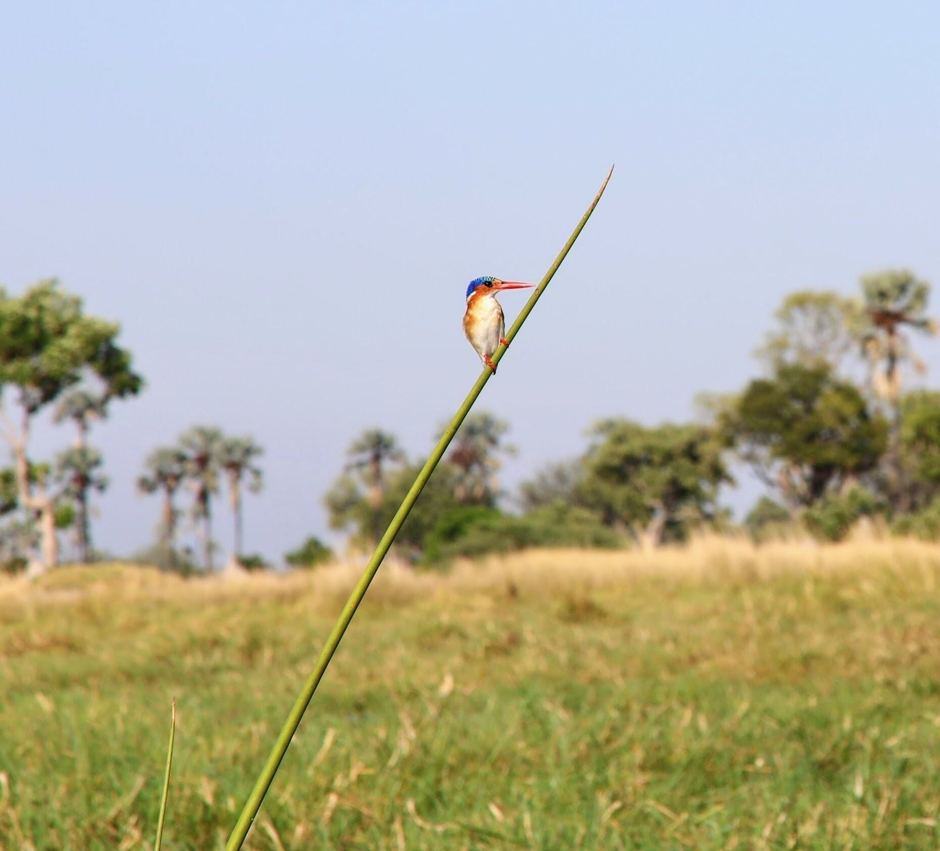 A kingfisher hanging out by the river looking for lunch. Scene on a makoro ride in Botswana from Gunns camp.
circlingthebucketlist.com if your bored want to see more pictures and read about the 2 month trip.