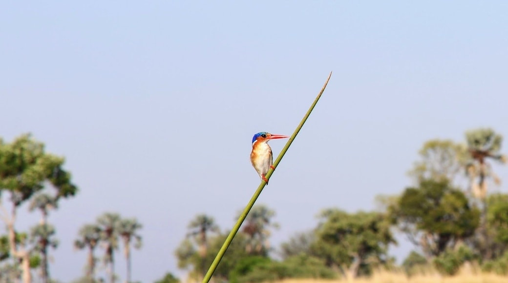 A kingfisher hanging out by the river looking for lunch. Scene on a makoro ride in Botswana from Gunns camp.
circlingthebucketlist.com if your bored want to see more pictures and read about the 2 month trip.