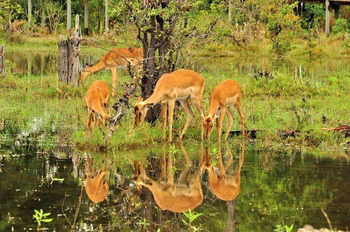Um grupo de veados perto de um lago com reflexos.