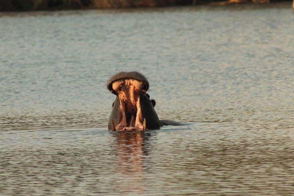 A hippopotamus partially submerged in water.