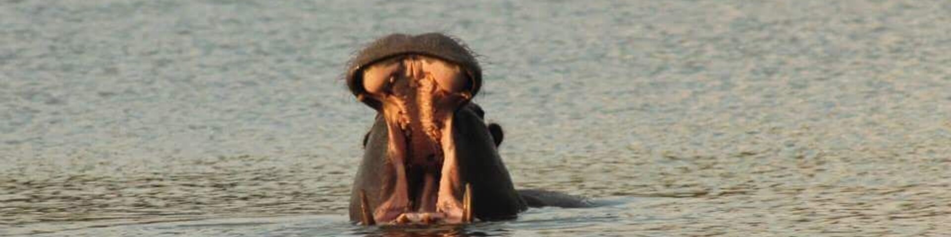 A hippopotamus partially submerged in water.
