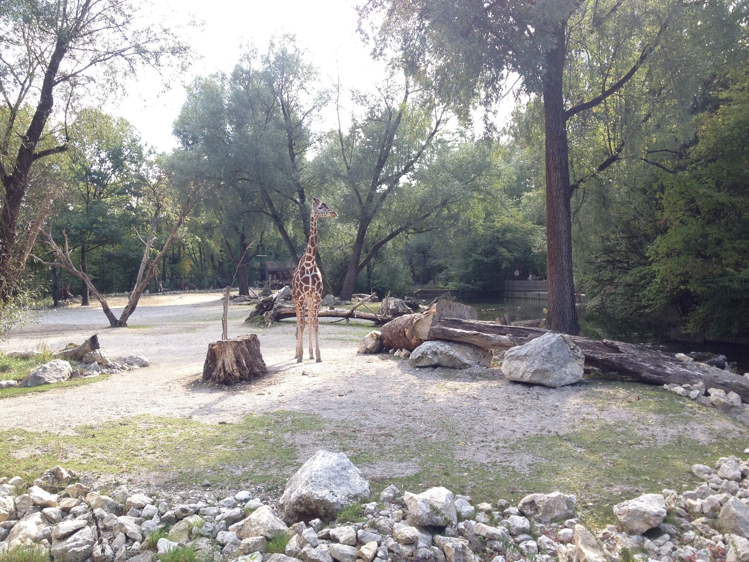 A giraffe at the Munich Zoo.