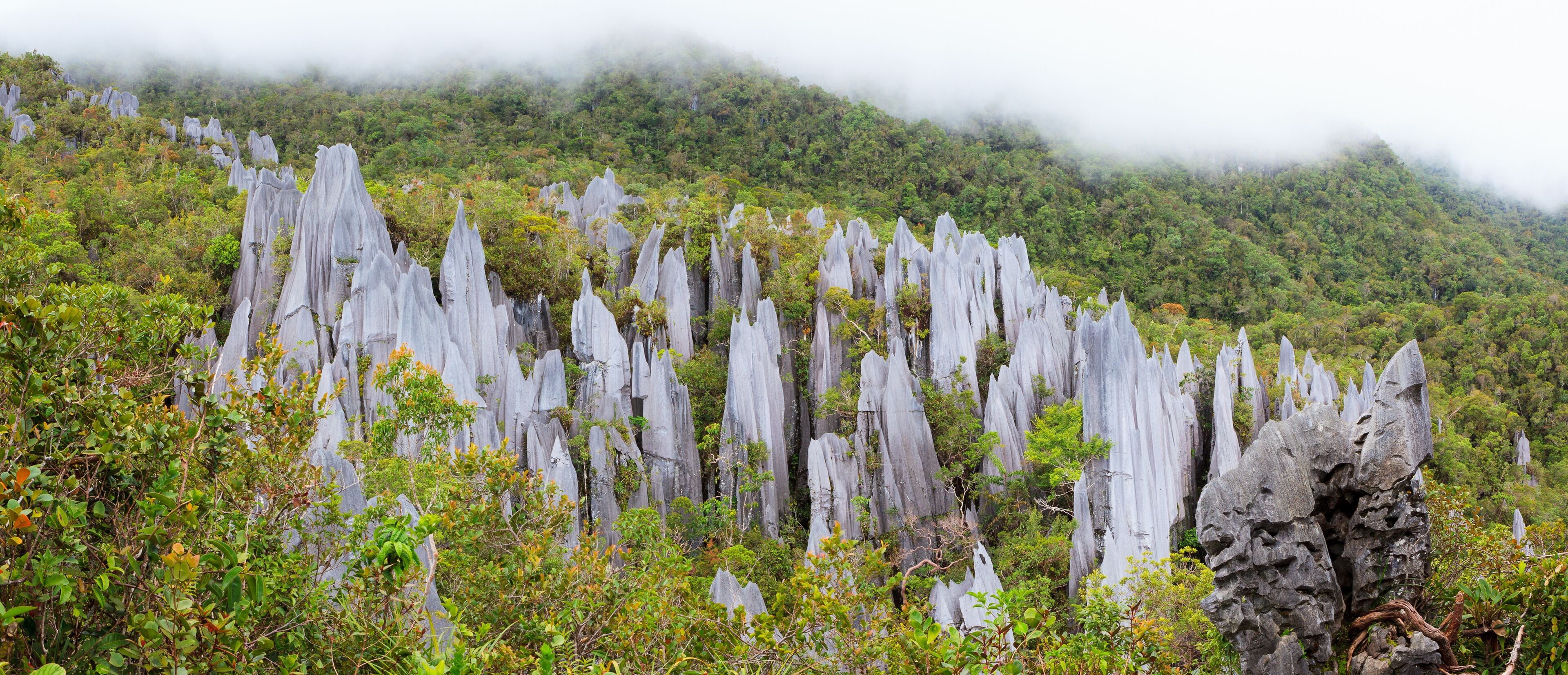 Limestone pinnacles at gunung mulu national park